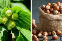 Record increase in hazelnut exports from the Eastern Black Sea region.