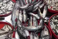 Fishermen are concerned about not being able to catch enough anchovies in the Black Sea.