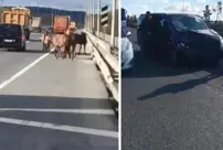 The journey of 7 horses on the road in Arnavutköy ended in an accident.