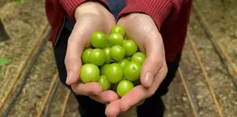 The first plum harvest has been made in Bursa, with a price of 7,000 lira per kilogram.