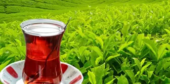 The Ministry of Agriculture and Forestry announced the fresh tea purchase price.