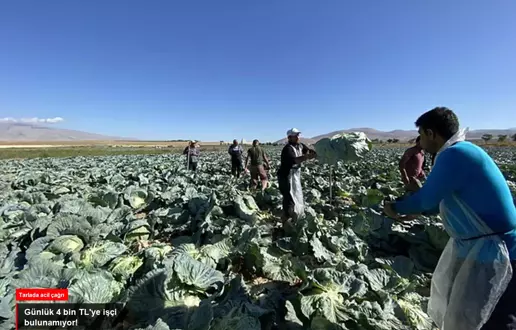 Günlük 4 bin TL'ye işçi bulunamıyor! Tarlada kriz büyüyor