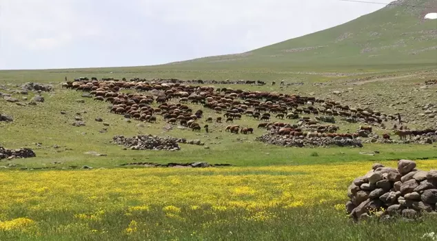 Li Agiriyê li Zozana Sînegê koçer konên xwe vedigirin