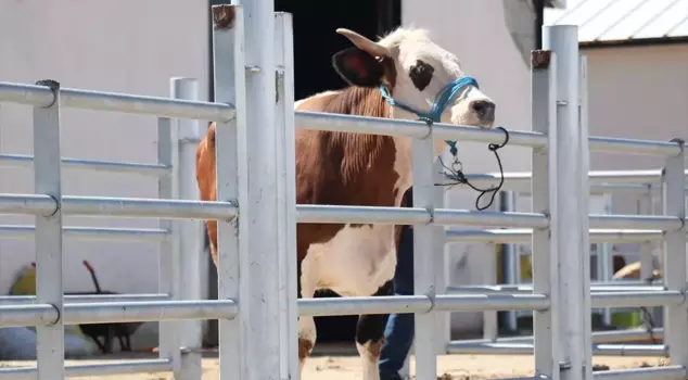 Ji Erzirom, Agirî û Qersê ji bo bajarên cuda 87 hezar û 45 heywanên ji bo qurbaniyê hatin şandin