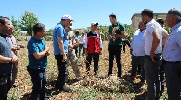 Li Heskîfê cotkaran dest bi çinîna sîrên tescîldar kir