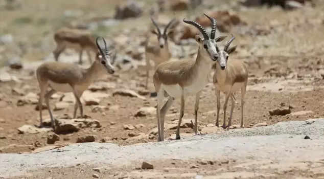 Li Şanliurfayê xezalên di bin parastinê da bi saya hişê çêkirî tên jimartin