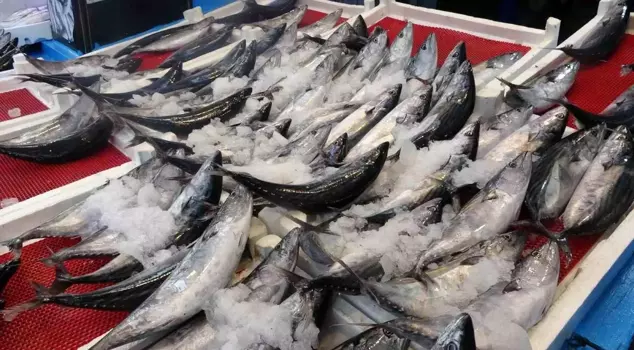 The price of bonito has skyrocketed: The catch amount is decreasing.
