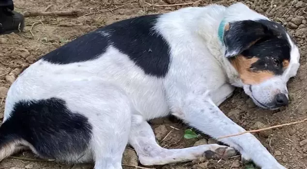 The dog of the English teacher who died in Istanbul does not leave the head of the grave.