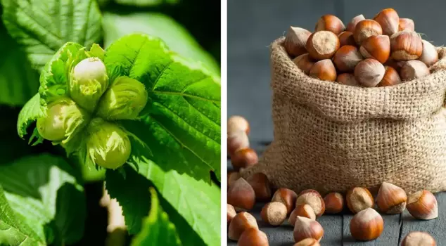 Record increase in hazelnut exports from the Eastern Black Sea region.