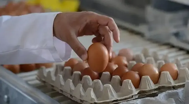 In a short time, the price increase of eggs surpassed the inflation rate.