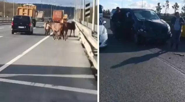 The journey of 7 horses on the road in Arnavutköy ended in an accident.