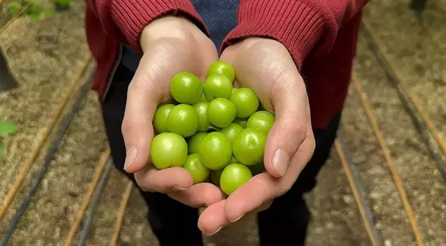 The first plum harvest has been made in Bursa, with a price of 7,000 lira per kilogram.