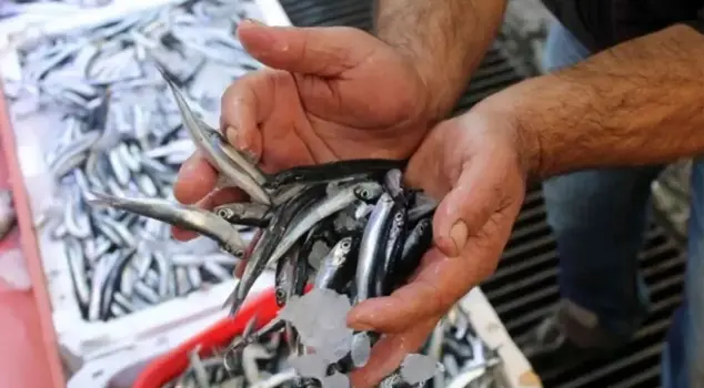 The price of anchovies has dropped to 100 lira per kilogram.