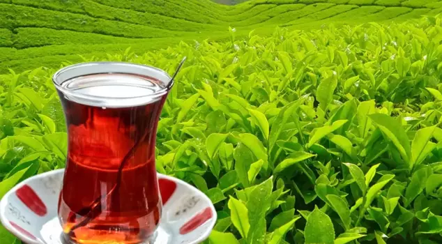 وزارة الزراعة والغابات أعلنت عن سعر شراء الشاي الطازج.