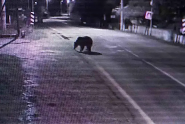 Barınaktan Firar Eden Ayı 30 Saattir Yakalanamadı 2 Bursa'Da Firari Ayı 30 Saattir Aranıyor