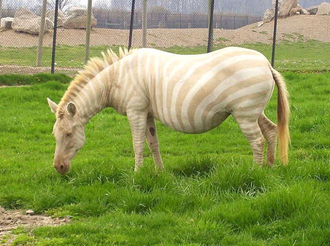 albino hayvanlar ile ilgili görsel sonucu