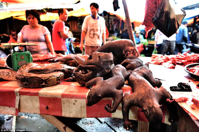 Endonezya'da Nesli Tükenmekte Olan Maymunu Yiyorlar!