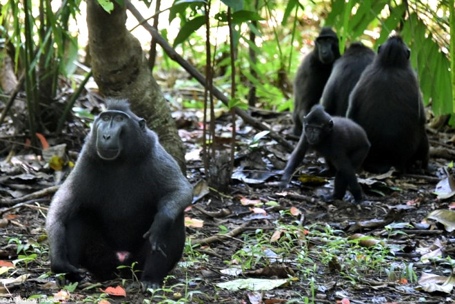 Endonezya'da Nesli Tükenmekte Olan Maymunu Yiyorlar!