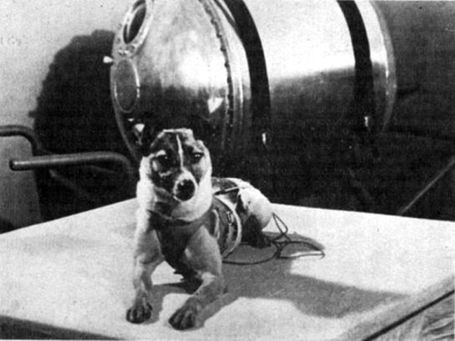 Uzaya Giden İlk Canlı: Köpek Layka'nın Hüzünlü Hikayesi