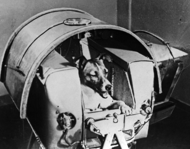 Uzaya Giden İlk Canlı: Köpek Layka'nın Hüzünlü Hikayesi
