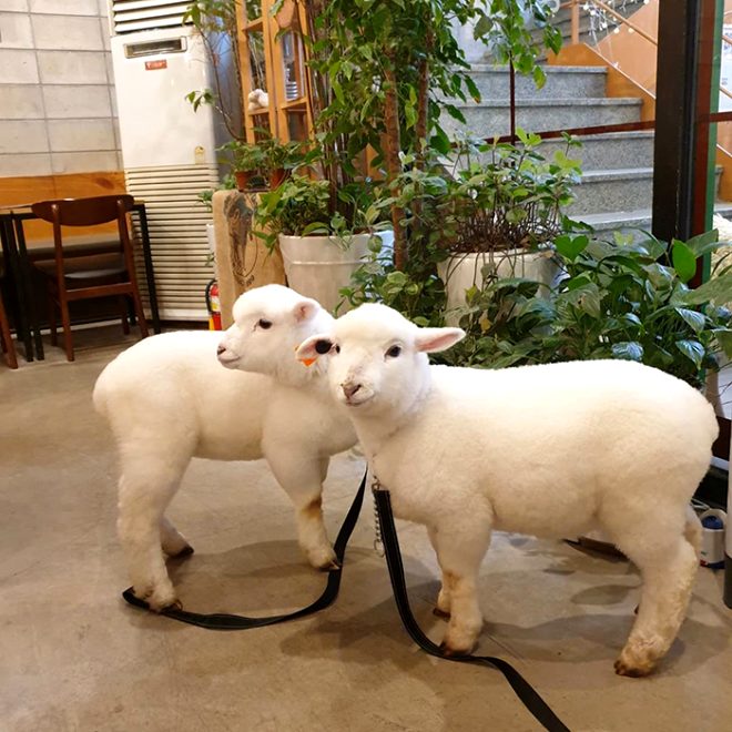 Güney Kore'deki koyunlu cafede çekilen kuzunun bu görüntüsü sosyal medyayı salladı!