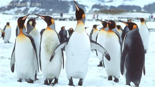 Talks On Creating Antarctic Marine Sanctuary Break Down