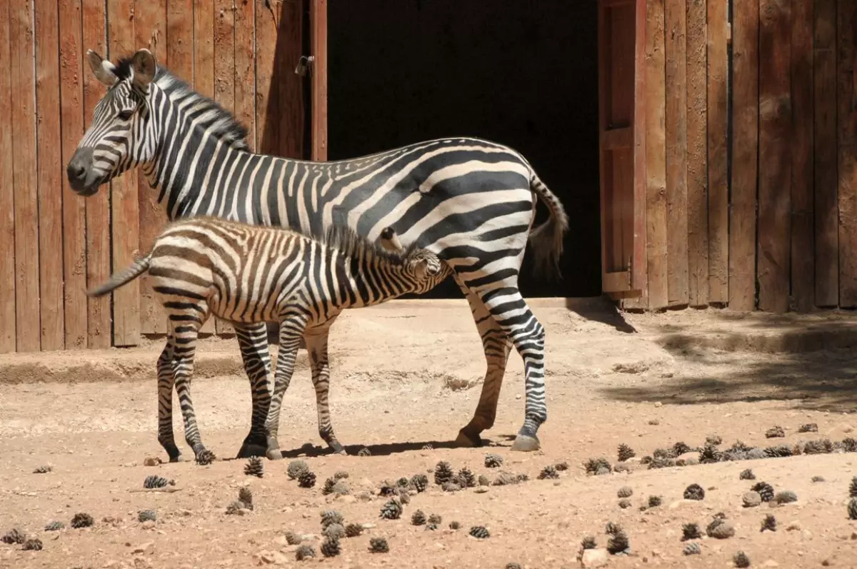 Hayvanat Bahçesinde Yavru Zebra Sevinci Haberler