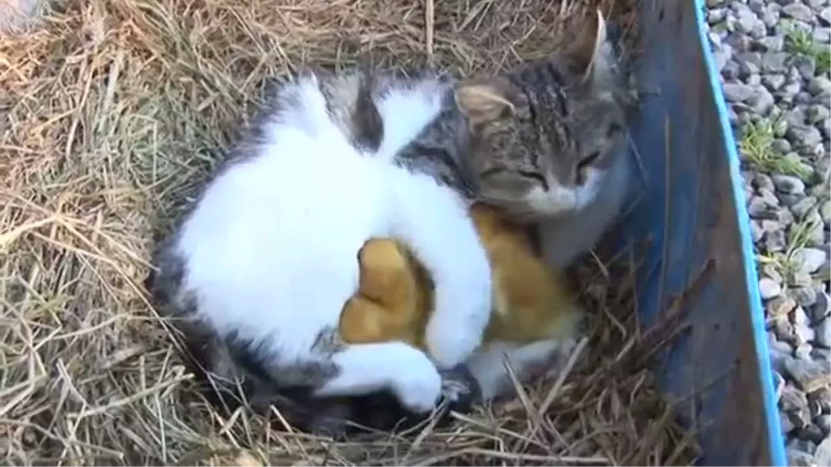 Anne Kedi Ördek Yavrularına Annelik Yapıyor Haberler