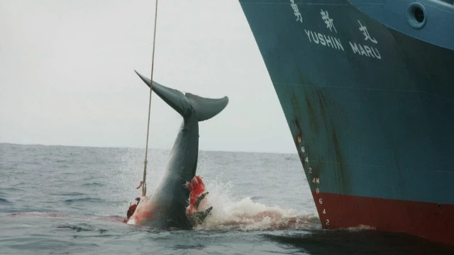 Japan's Antarctic Whaling Hunt Ruled 'Not Scientific'