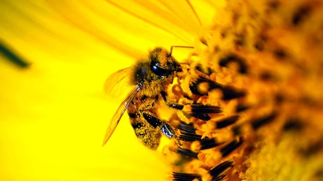 Britain's Bees To Buzz Down A New Insect Highway