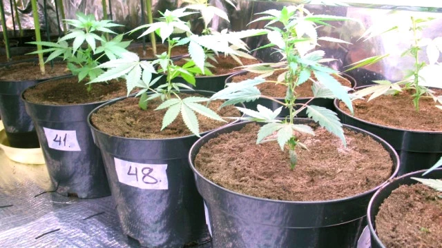 German Court Rules Chronic Sufferers May Grow Own Pot