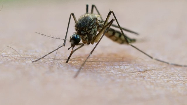 The Threat From Drug-Resistant Malaria Is 'Immense'