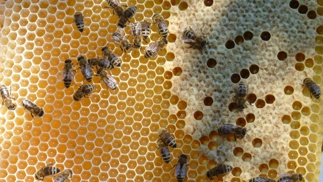 Stay-At-Home Bees Live Longest