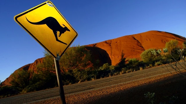 Kangaroos Caught In The Headlights