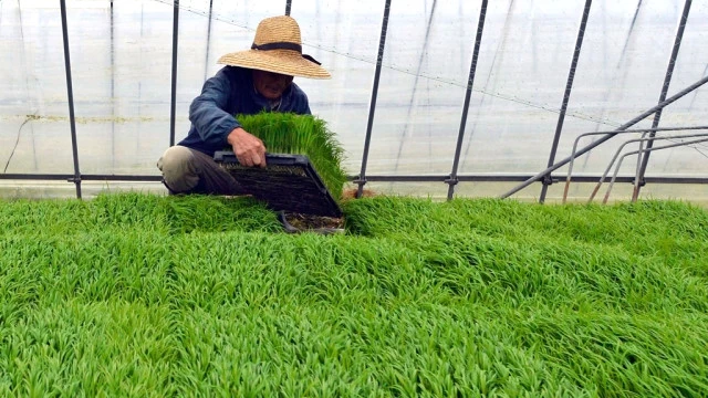 Japan Resumes Rice Exports From Fukushima