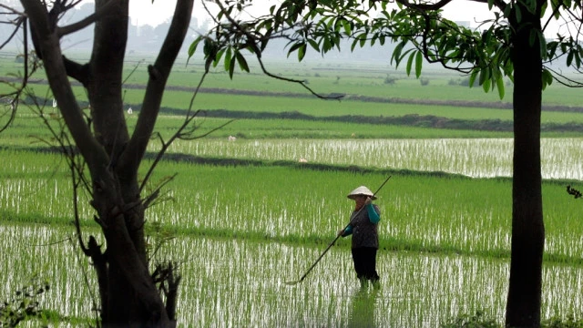 WFP Seeking To Expand Asia's Use Of Nutrient-Rich Rice