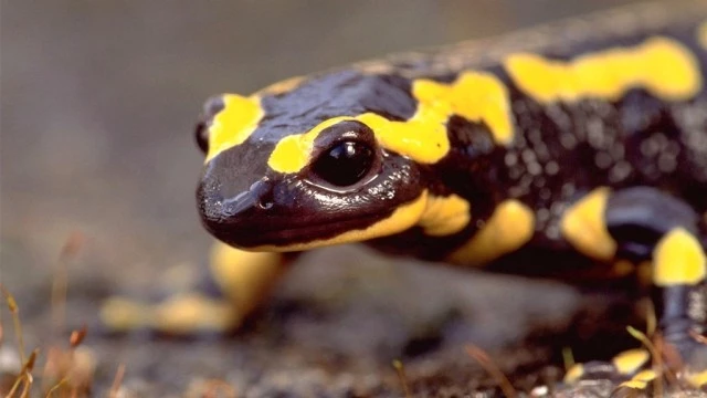 #Speciesoftheweek - The Salamander