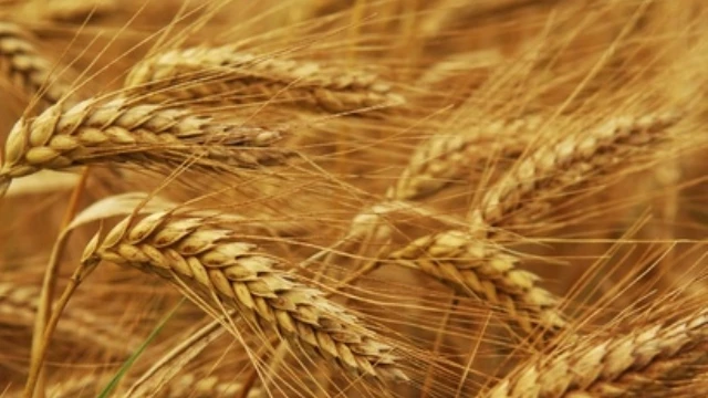 Exporters Stop Purchasing Grain In Russia