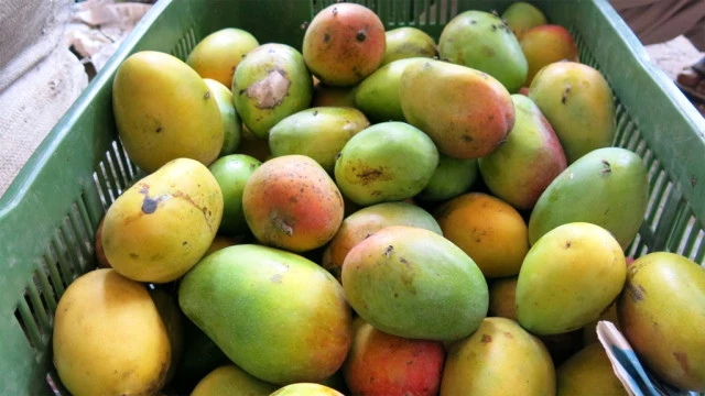 Banned Indian Mangoes Now Allowed Back In Europe's Fruit Bowls