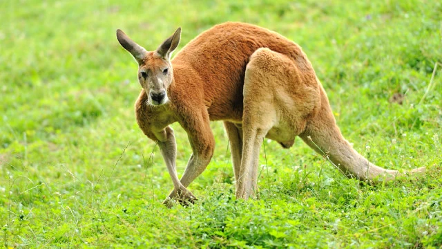 What's The Difference Between A Wallaby And A Kangaroo?