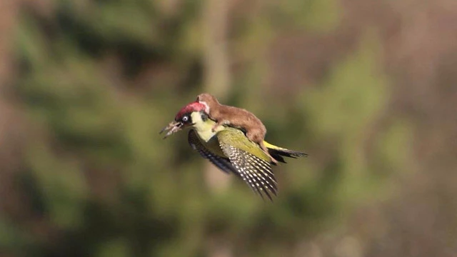 Amazing Photo Of Weasel And Woodpecker Rocks Internet