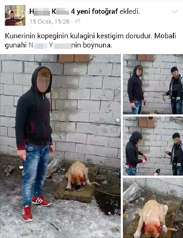 Kulakları Kesilmiş Köpek Fotoğrafları İsyan Ettirdi