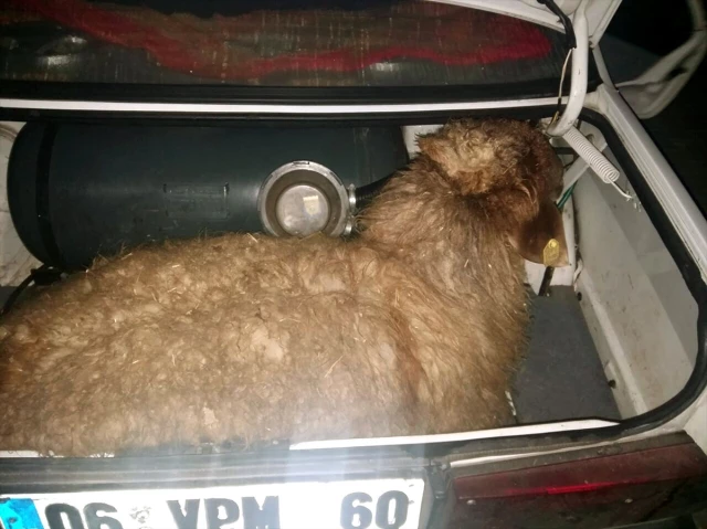 Otomobil Bagajında Çalıntı Koyun Bulundu