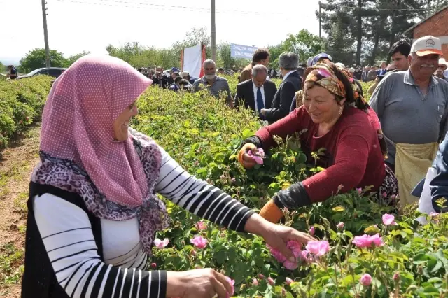 Gülbirlik Hasat Sezonunu Açtı