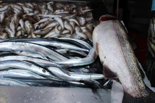 سمك السلمون التركي يتربع على موائد اليابان