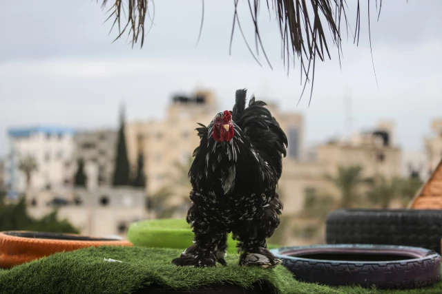فلسطيني بغزة يربي دجاج الزينة النادر