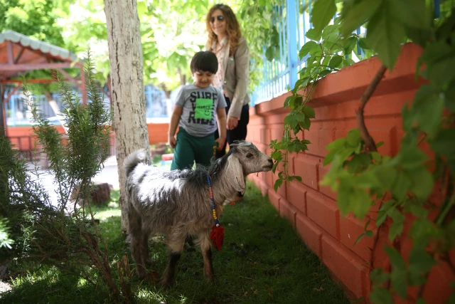 حديقة حيوانات أليفة.. في روضة أطفال تركية