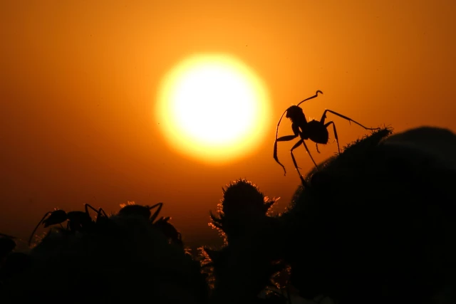 عدسة الأناضول تلتقط صوراً رائعة للنمل عند الغروب