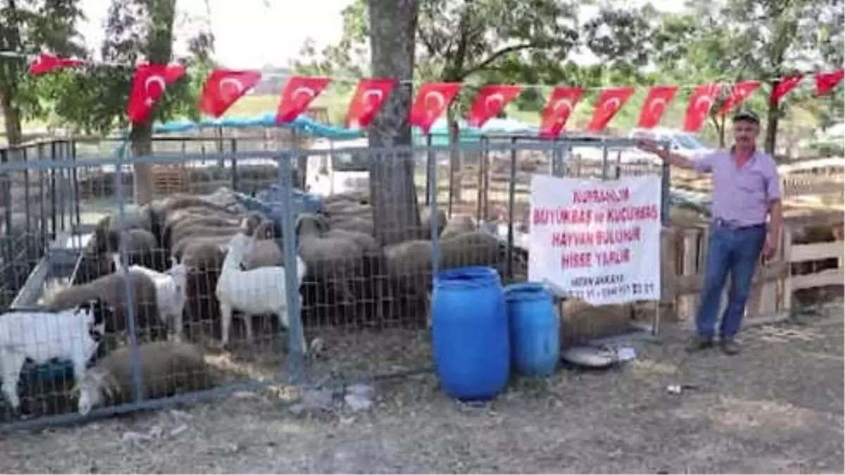 Koç AlanaOğlak, Dana Alana Koç Hediye Ediyor - Tekirdağ Koç AlanaOğlak, Dana Alana Koç Hediye Ediyor - Tekirdağ