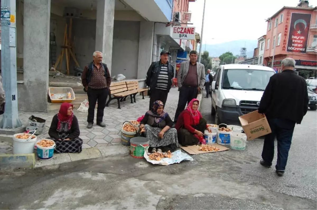 Karg Da Mantar Sofralardaki Yerini Ald Haberler